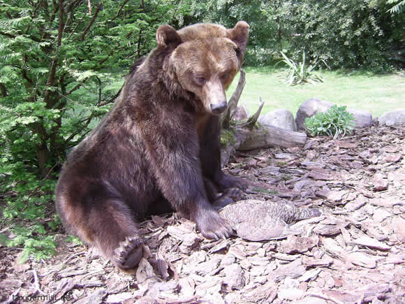 Präparator Bär/Braunbär
